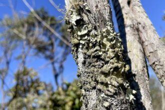 reserva-ecologica-do-ibge-no-df-passa-a-ter-gestao-apoiada-pelo-icmbio