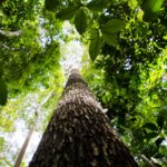 bndes-busca-mobilizar-ate-r$-6-bi-para-mercado-de-credito-de-carbono
