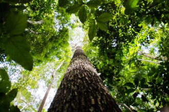 bndes-busca-mobilizar-ate-r$-6-bi-para-mercado-de-credito-de-carbono