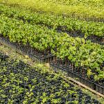 casal-produz-especies-nativas-da-amazonia-e-impulsiona-reflorestamento