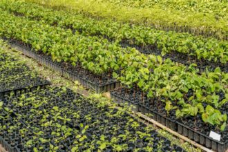 casal-produz-especies-nativas-da-amazonia-e-impulsiona-reflorestamento