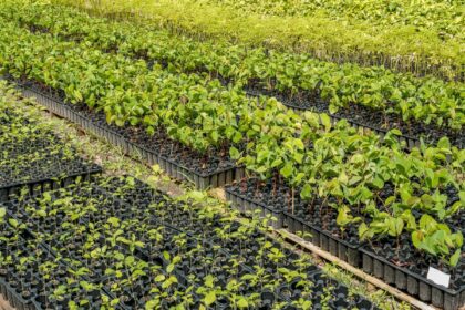 casal-produz-especies-nativas-da-amazonia-e-impulsiona-reflorestamento