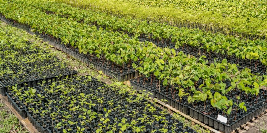 casal-produz-especies-nativas-da-amazonia-e-impulsiona-reflorestamento