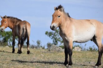 takhi,-o-cavalo-selvagem-que-virou-simbolo-de-restauracao-na-mongolia