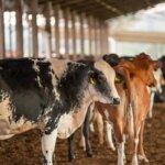 ue-suspende-carnes-do-brasil;-entenda-impacto-e-proximos-passos
