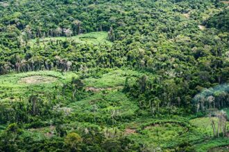 especialistas-defendem-protagonismo-indigena-na-restauracao-de-terras