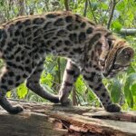 nova-especie-de-felino-e-identificada-em-florestas-da-bolivia