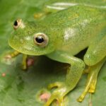pesquisadores-descrevem-nova-especie-de-ra-de-vidro-no-cerrado