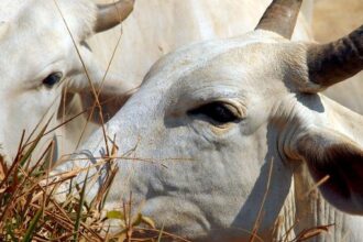 carne-brasileira-vai-pagar-tarifa-de-67%-para-entrar-na-china