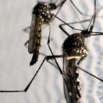 aedes-aegypti:-quase-metade-dos-municipios-esta-em-alerta-ou-risco